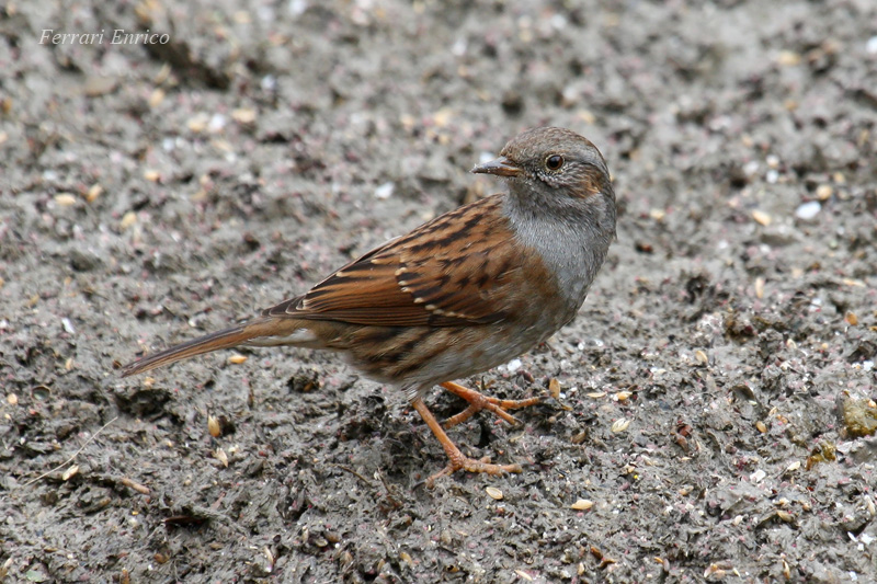 ID Passeriforme [ Passera scopaiola ]